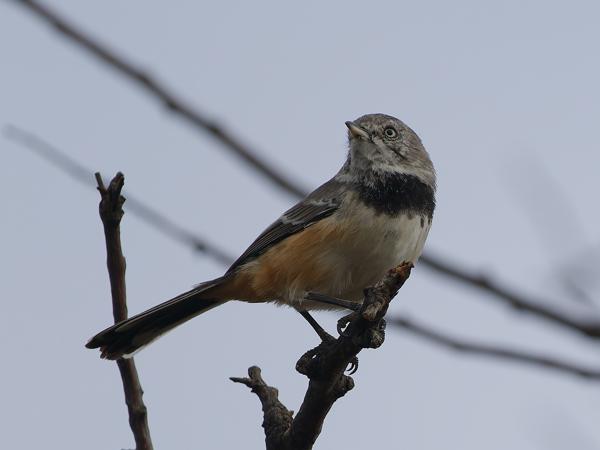 <h3><a href="/trips/tanzania/biota/animalia/chordata/aves/040 passeriformes/092 sylviidae/sylvia boehmi/sylvia boehmi-nl.html">Sylvia&nbsp;boehmi</a> / Banded&nbsp;parisoma / Gebandeerde&nbsp;meeszanger</h3>OM-1 Mark II met OLYMPUS M.150-400mm F4.5, 1/2000 sec  bij F4.5, ISO 400, afstand 10.5&nbsp;m